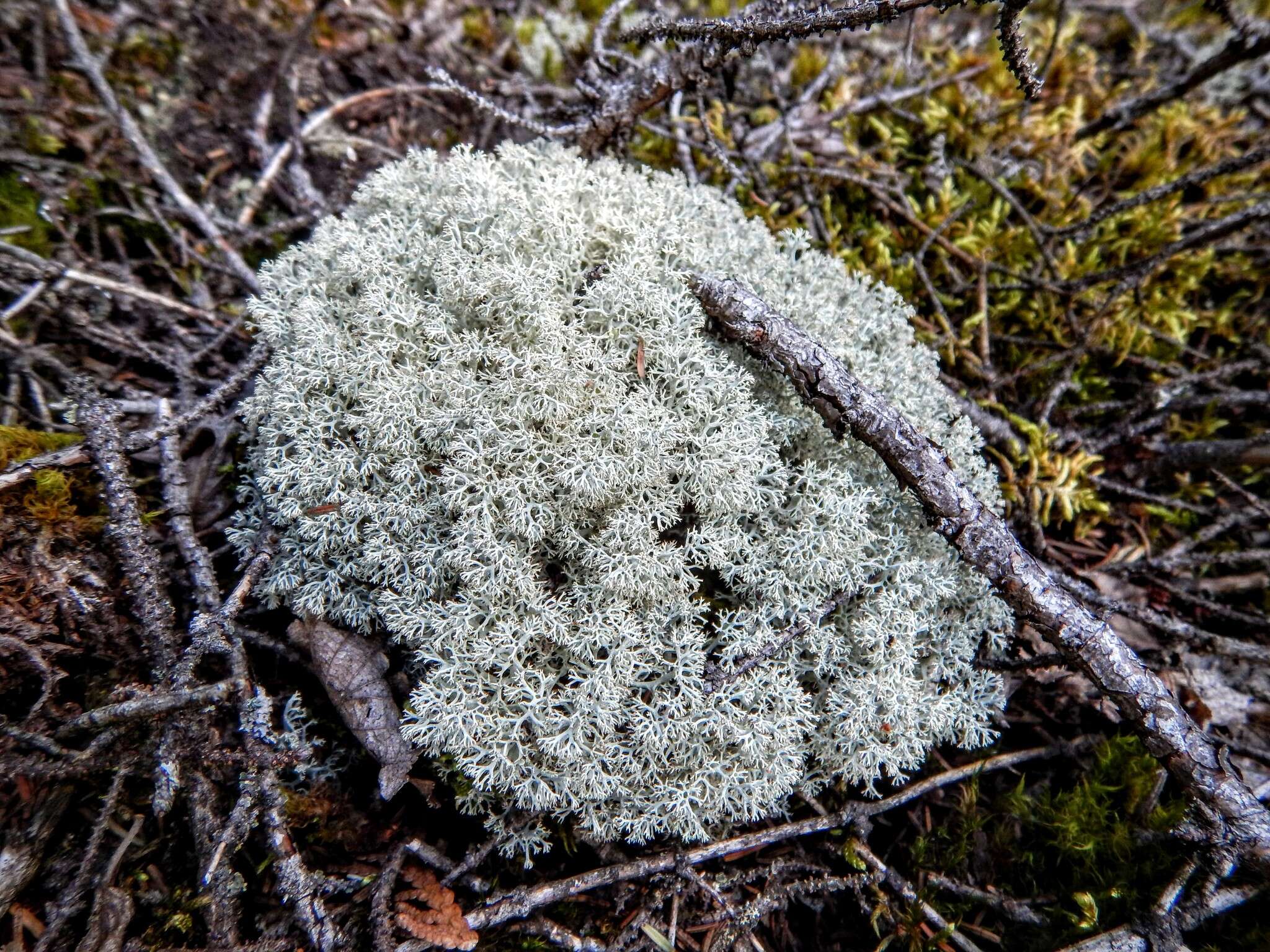 Cladonia arbuscula subsp. mitis (Sandst.) Ruoss resmi