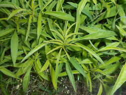 صورة Coreopsis tripteris L.