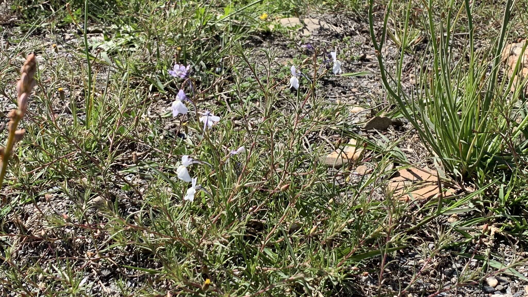 Plancia ëd Linaria nigricans Lange