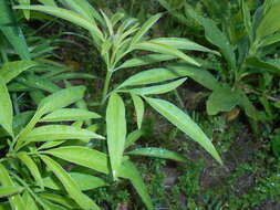 Image of tall tickseed