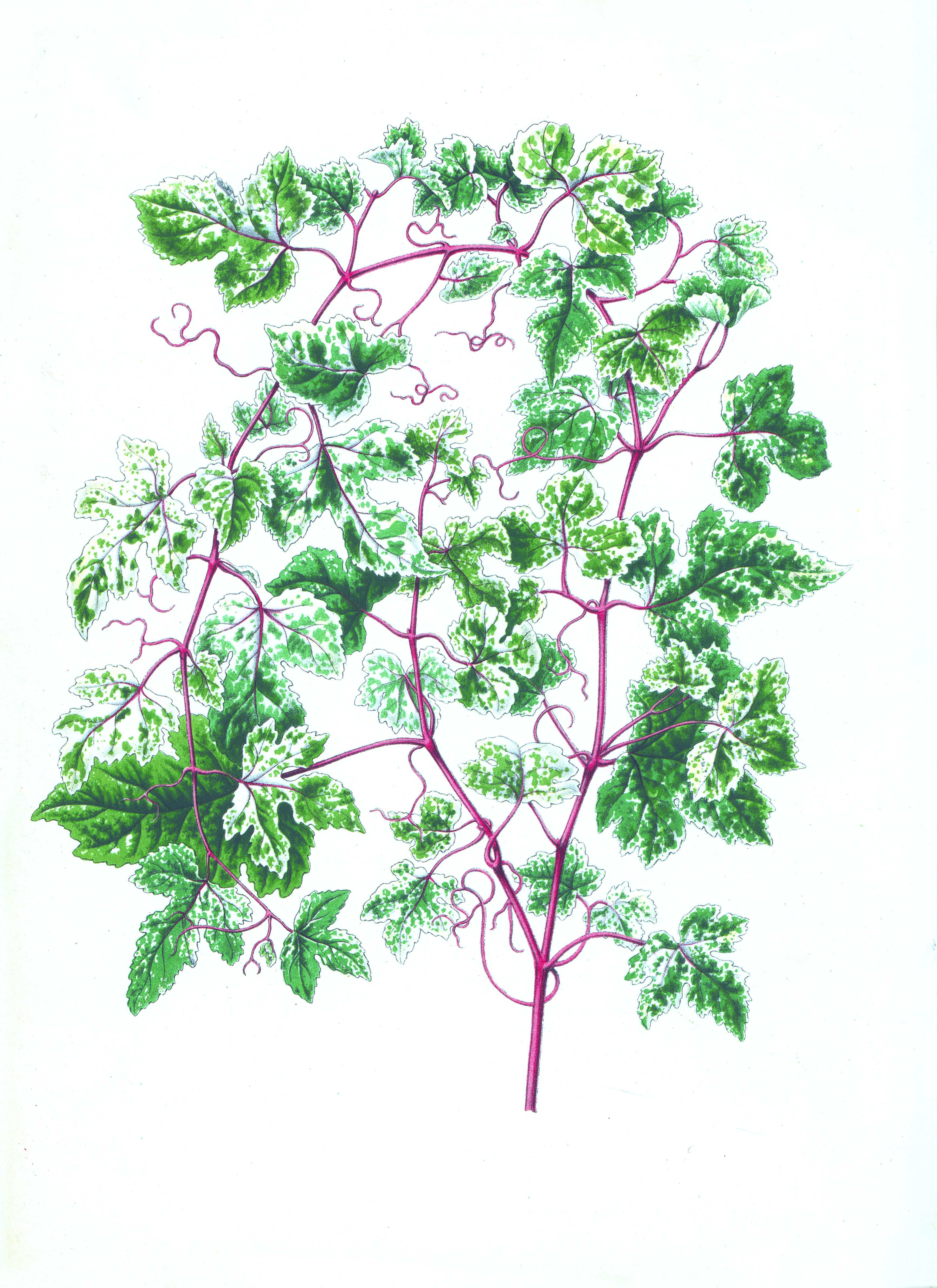 Image of Ampelopsis heterophylla var. vestita Rehd.