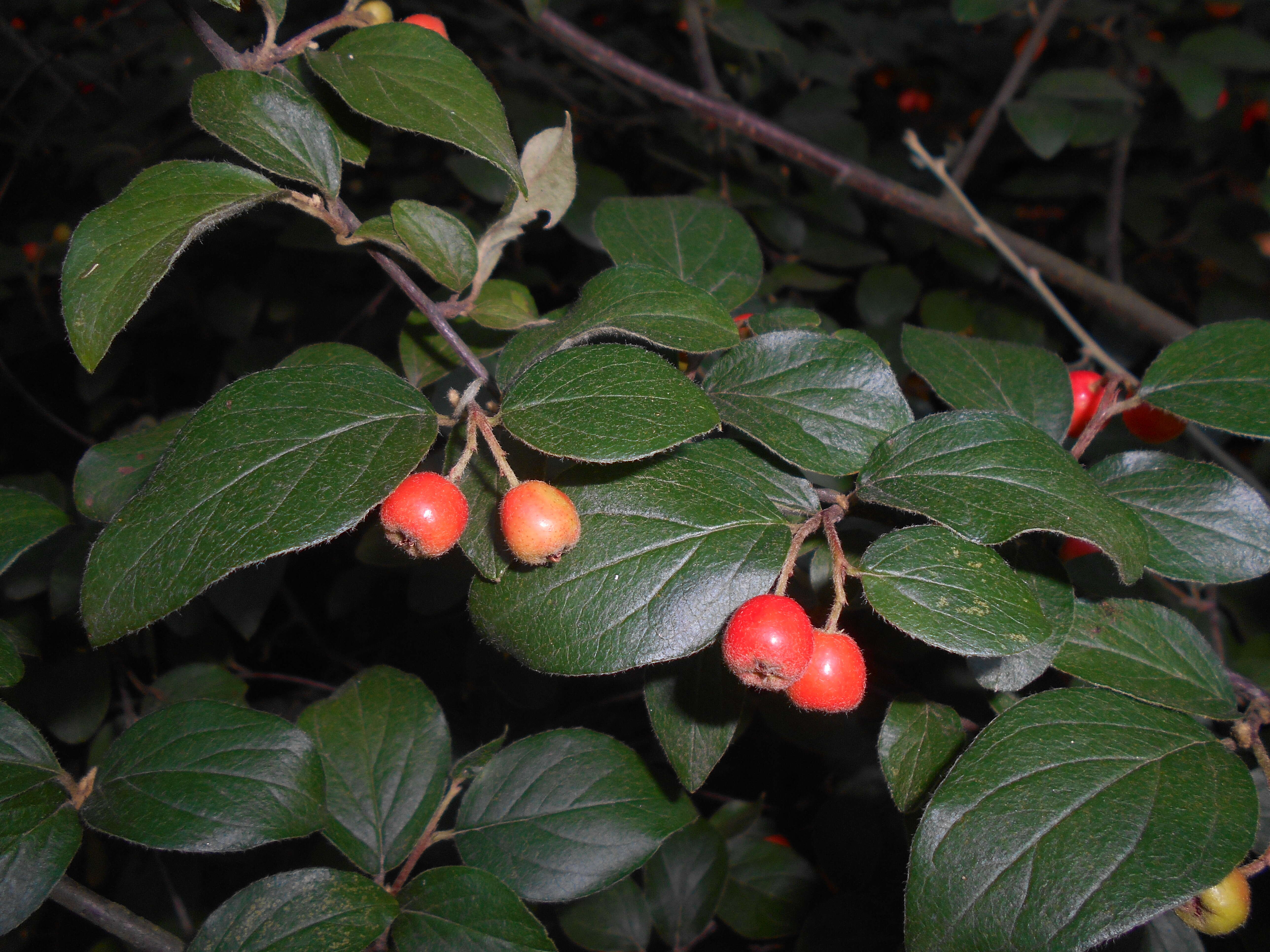 Image of orange cotoneaster