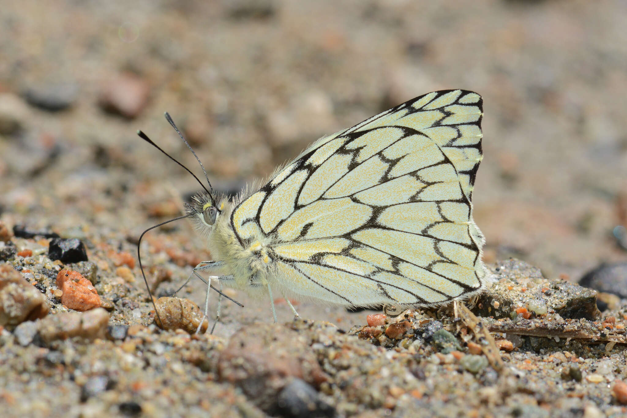 Image of Hesperocharis marchalii (Guérin-Méneville (1844))