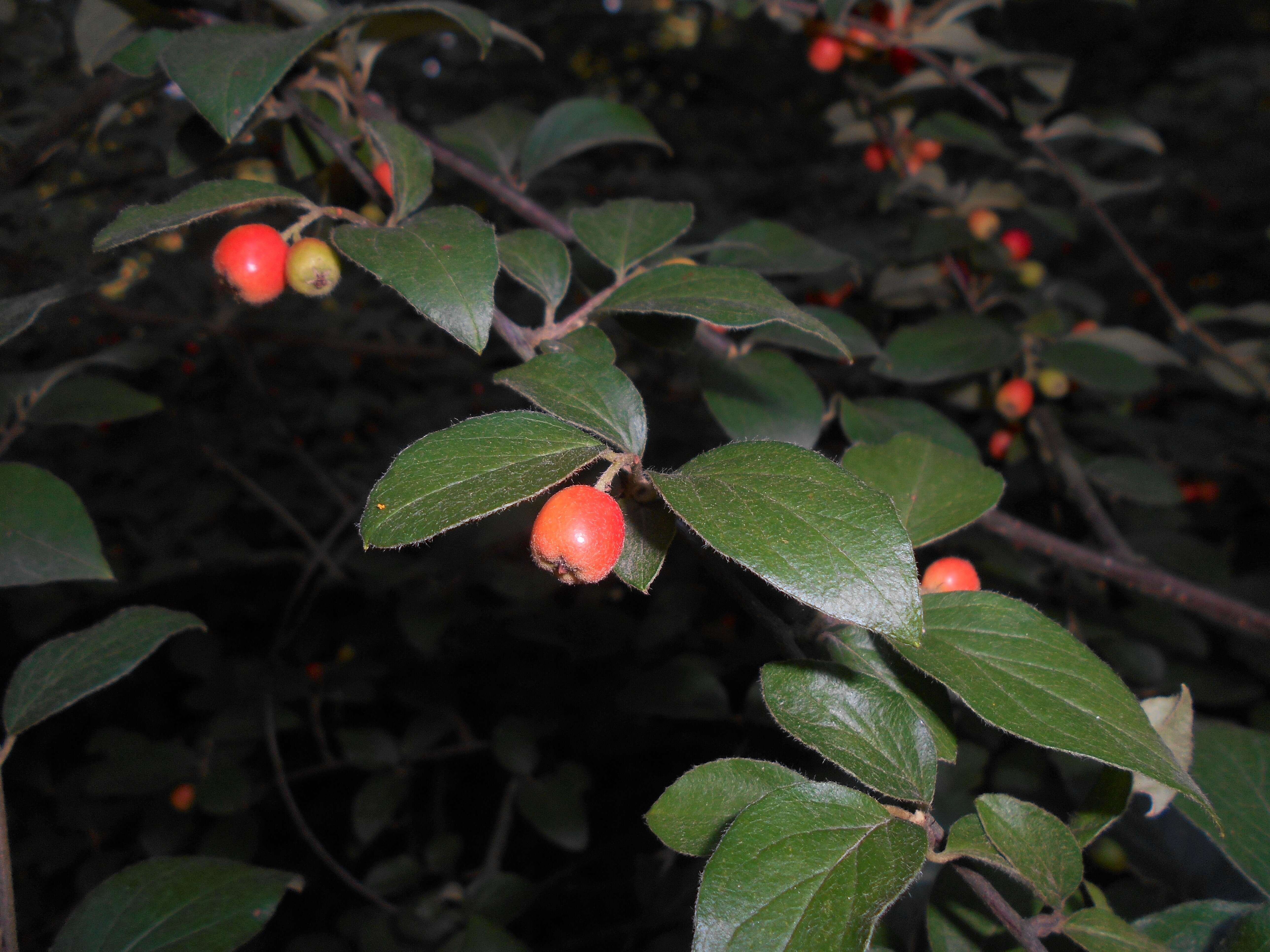 Image of orange cotoneaster