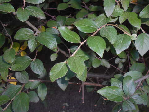 Image of orange cotoneaster