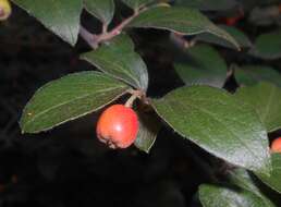 Image of orange cotoneaster