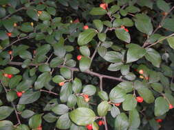 Image of orange cotoneaster