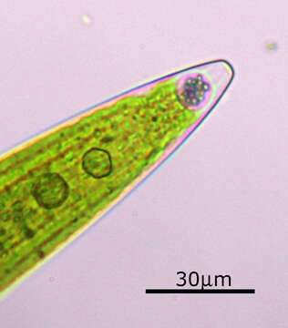 Image of Closterium acerosum