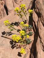 Image de Draba zionensis C. L. Hitchc.