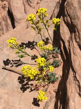 Image de Draba zionensis C. L. Hitchc.