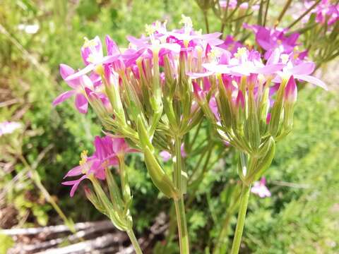 Image of Centaurium grandiflorum Druce