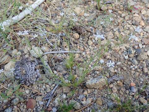 Image of King's sandwort