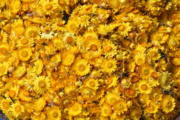 Image of bracted strawflower