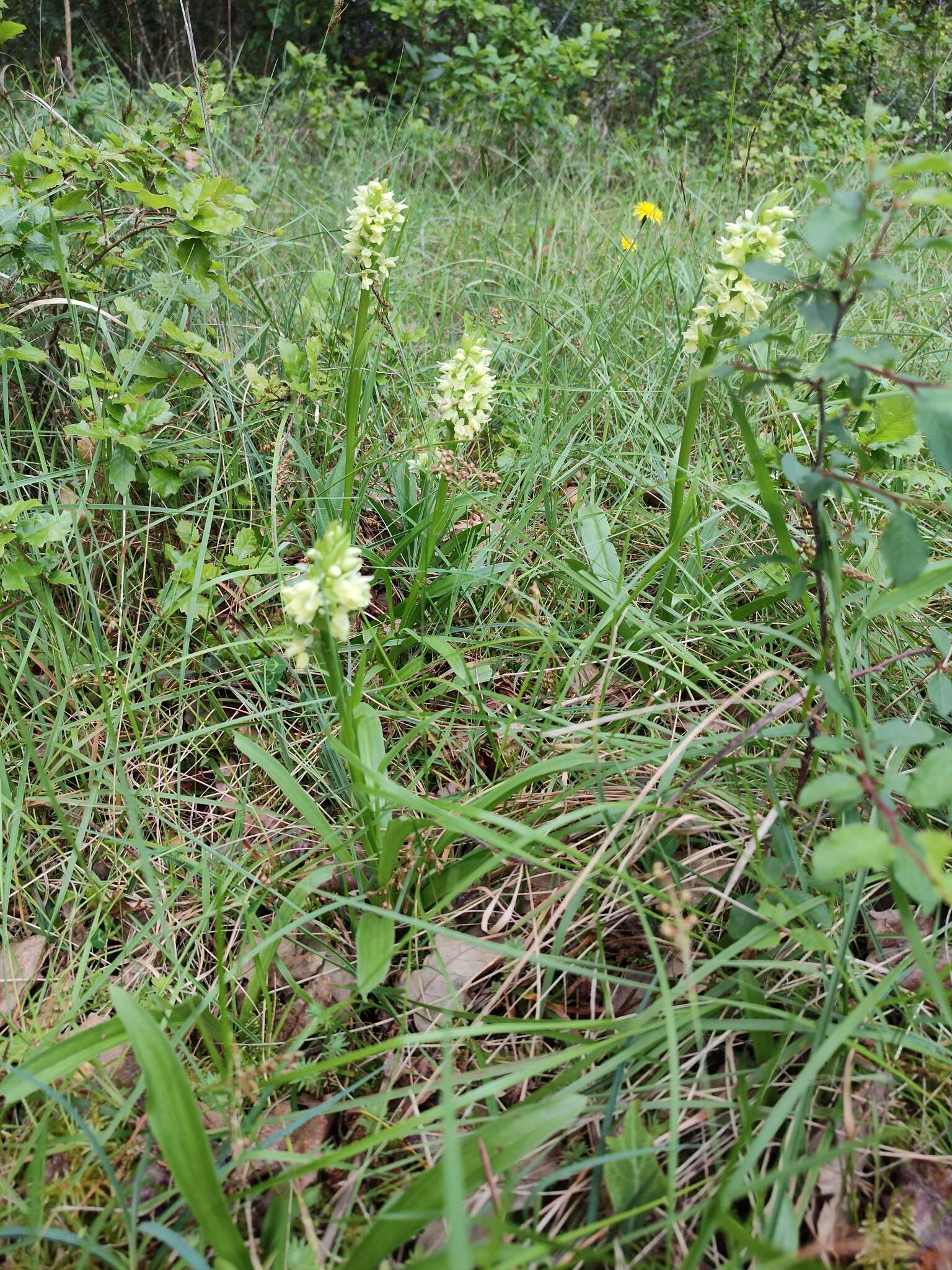 Image de Dactylorhiza romana subsp. guimaraesii (E. G. Camus) H. A. Pedersen