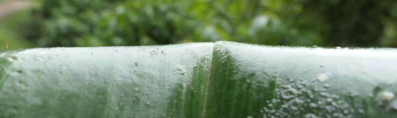 Imagem de Costus guanaiensis var. tarmicus (Loes.) Maas