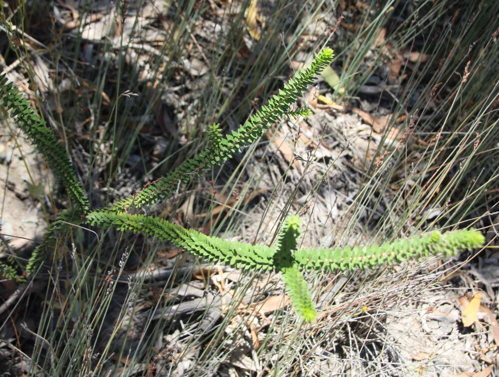 Image of dotted melaleuca