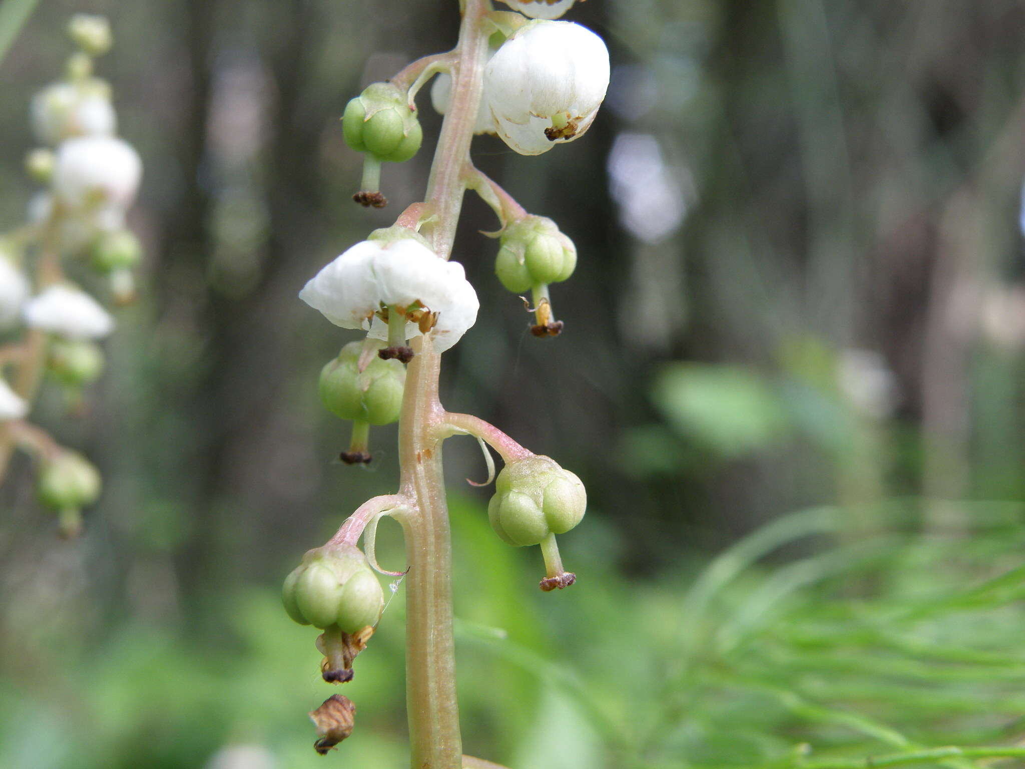 Image of common wintergreen