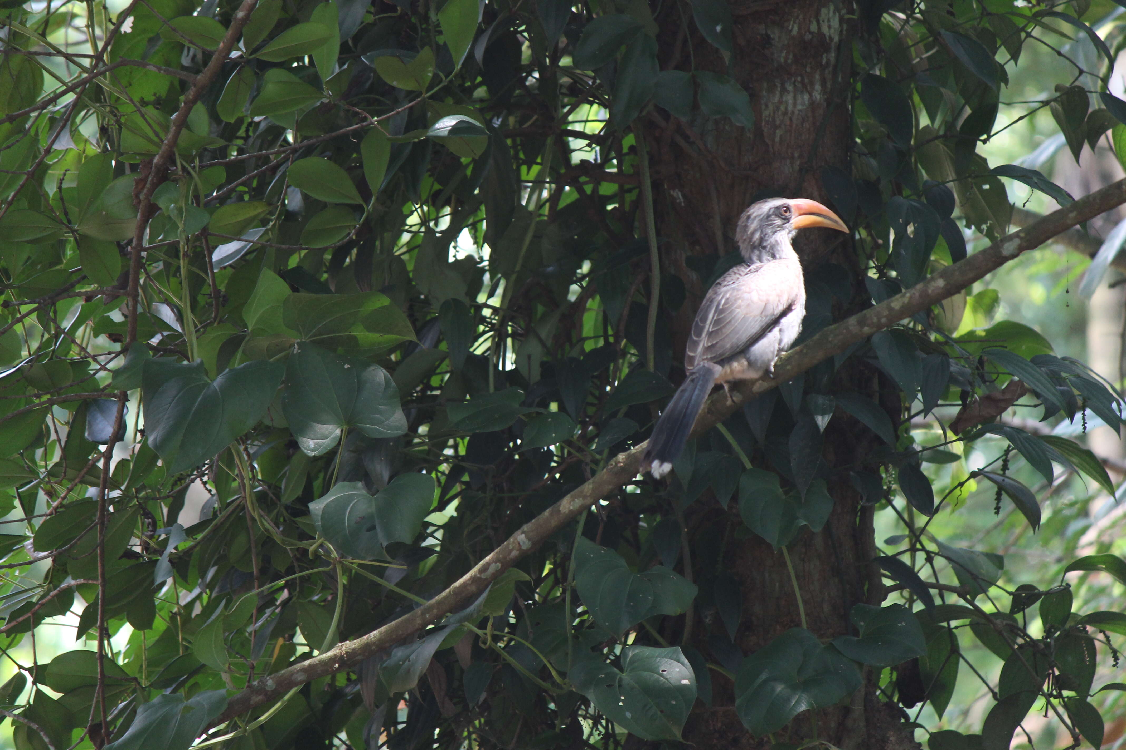 Image of Malabar Grey Hornbill