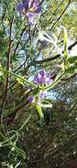 Imagem de Lathyrus pubescens Hook. & Arn.