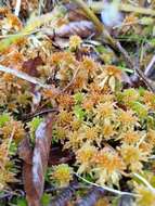 Sphagnum junghuhnianum Dozy & Molkenboer 1854的圖片