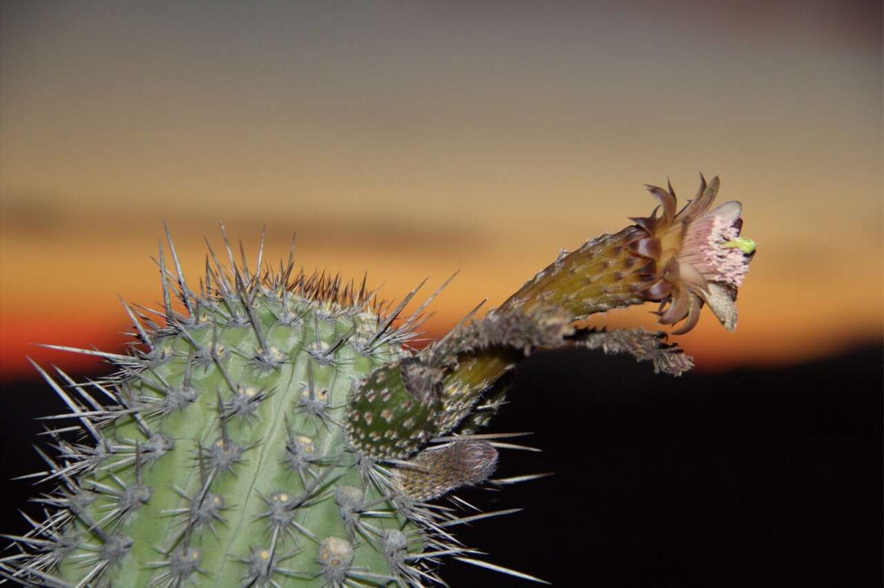 Image of Weberbauerocereus weberbaueri (K. Schum.) Backeb.