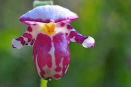 Image of Spotted lady's slipper