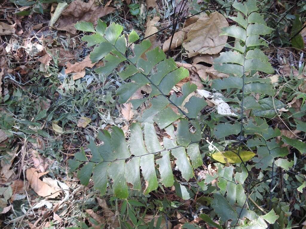 Image of Adiantum trapeziforme L.