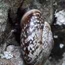 Image de Chilostoma tigrinum (De Cristofori & Jan 1832)