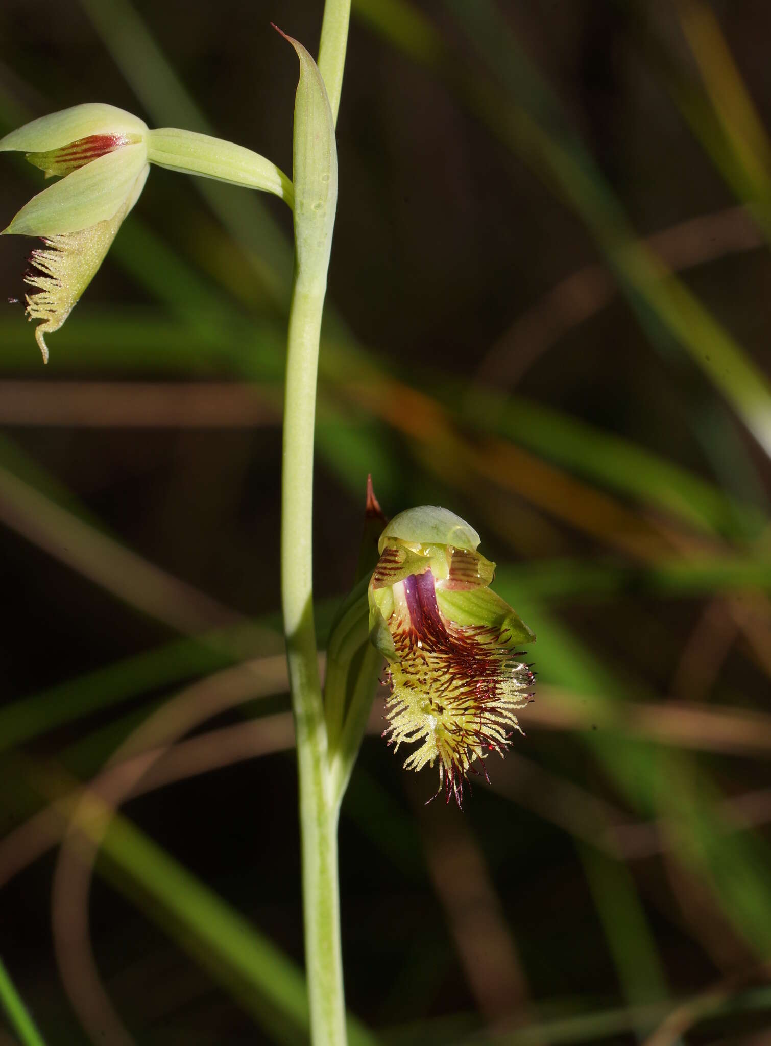 Imagem de Calochilus campestris R. Br.