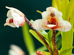 Image of Tiger orchids