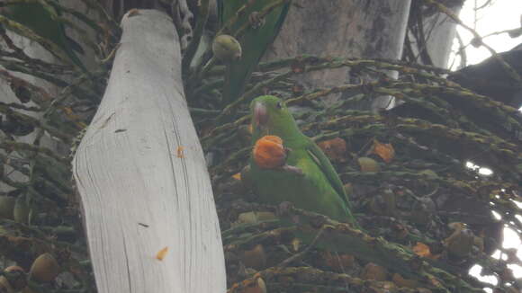 Image of Plain Parakeet