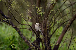 Слика од Tephrodornis pondicerianus (Gmelin & JF 1789)