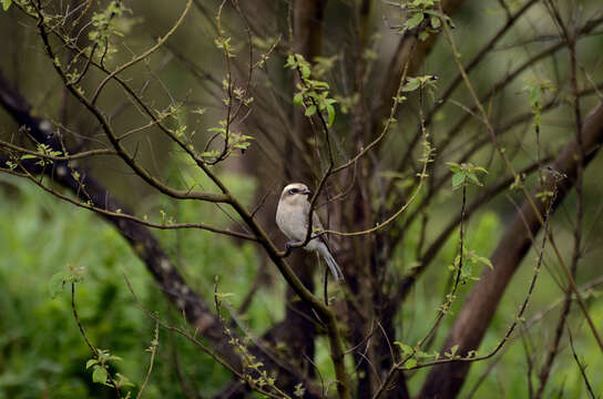 Image of Common Woodshrike