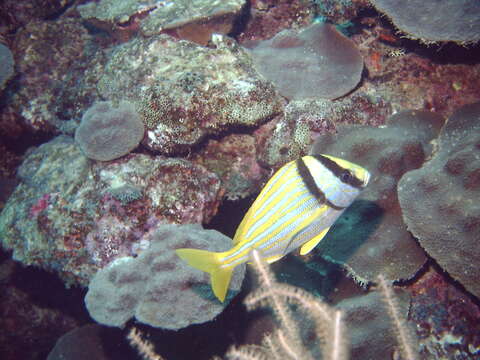 Image of Porkfish