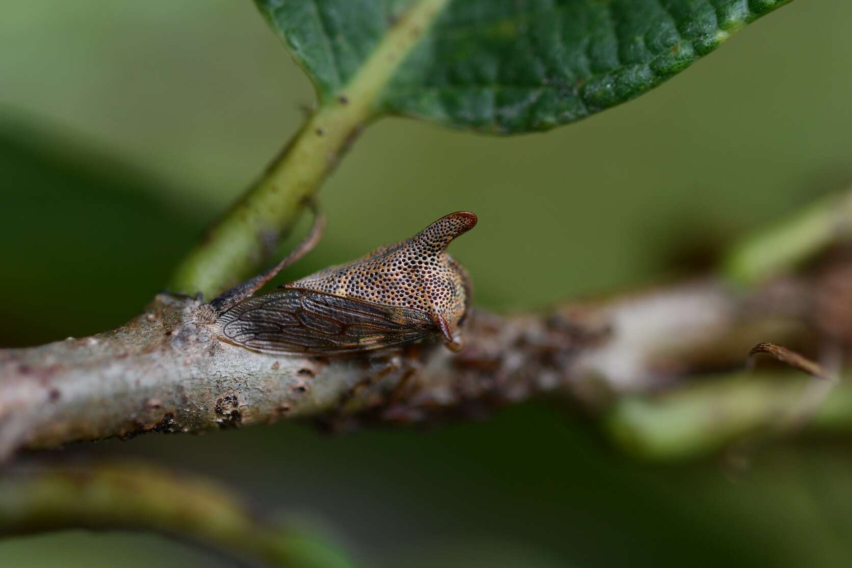 Imagem de Platycotis (Lophopelta) tuberculata Fairmaire 1846