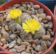 Image of Lithops coleorum S. A. Hammer & R. Uijs