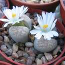 Imagem de Lithops amicorum D. T. Cole