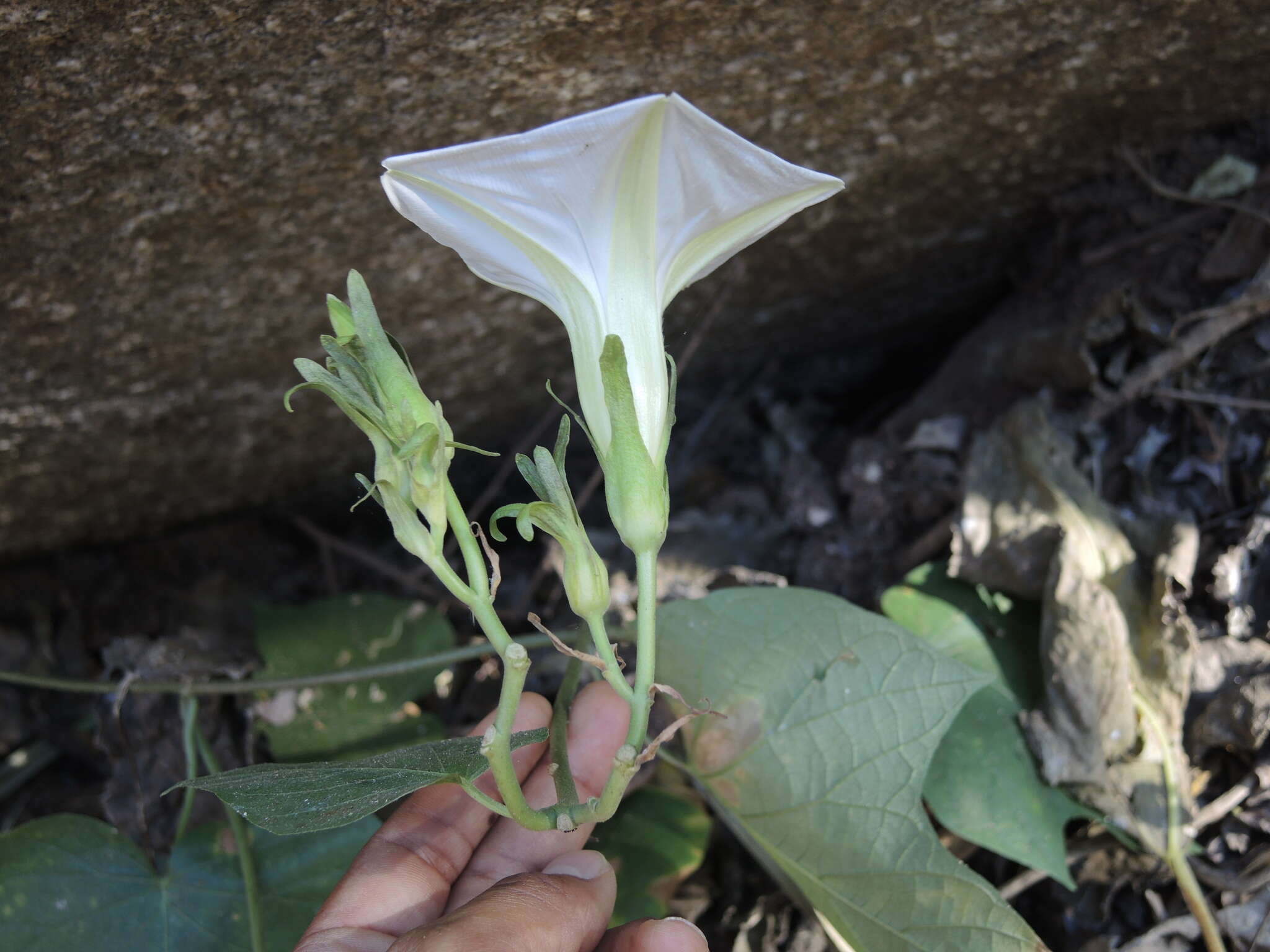 Plancia ëd Ipomoea ampullacea Fern.