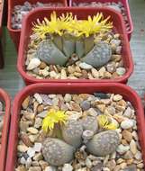 Image of Lithops hermetica D. T. Cole