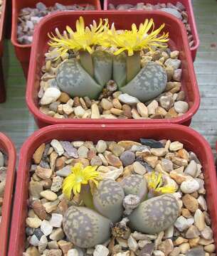 Image of Lithops hermetica D. T. Cole