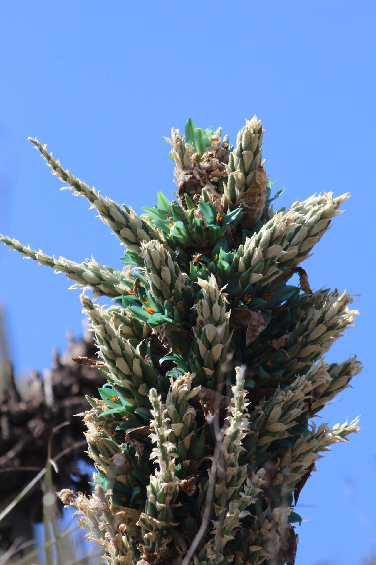 Puya alpestris subsp. zoellneri Zizka, J. V. Schneid. & Novoa的圖片