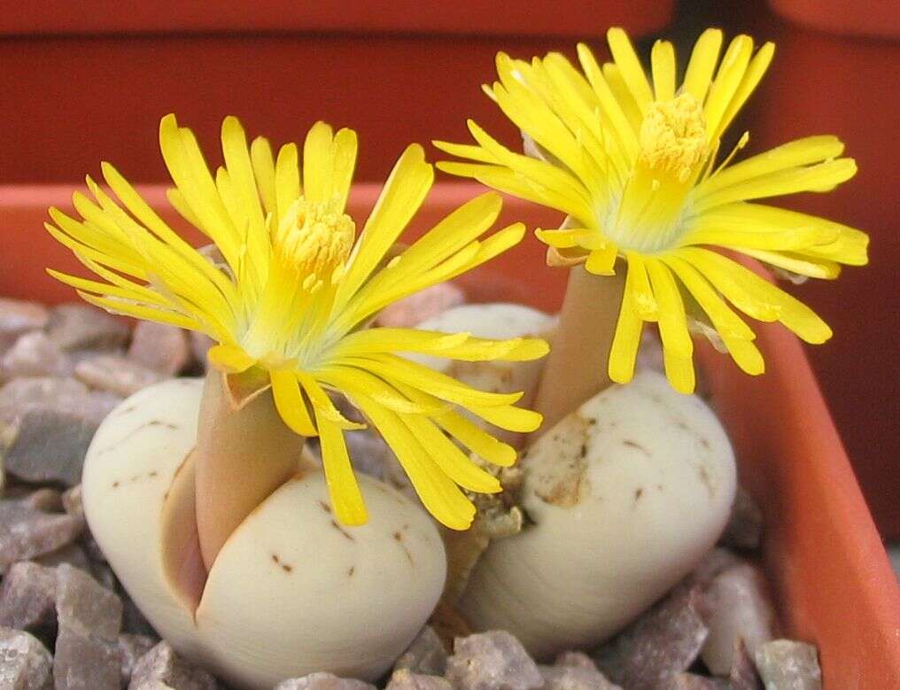 Imagem de Lithops ruschiorum (Dinter & Schwant.) N. E. Br.