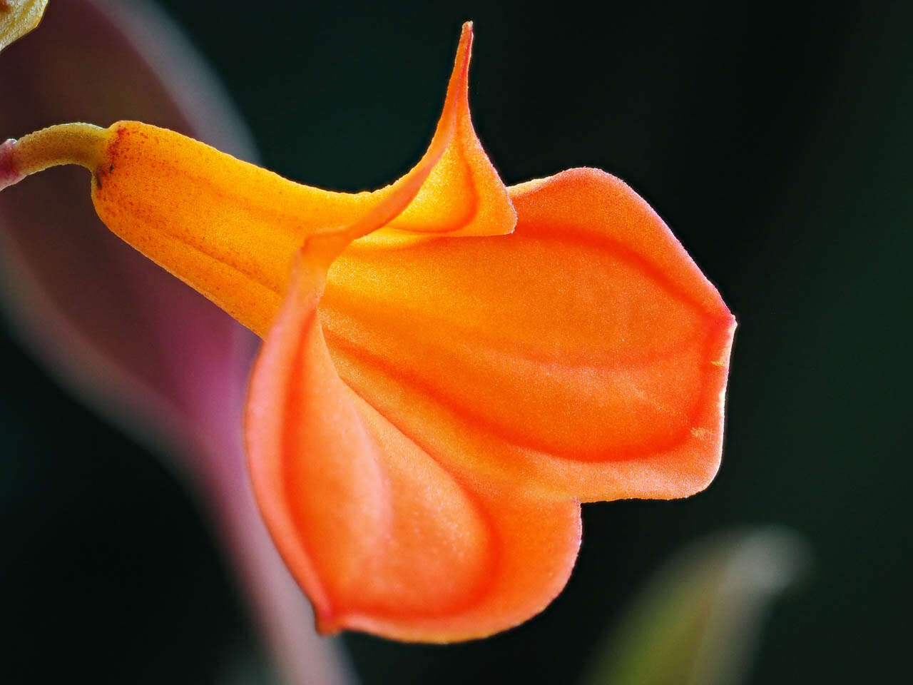 Image of masdevallia