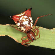 Image of Micrathena schenkeli Mello-Leitão 1939