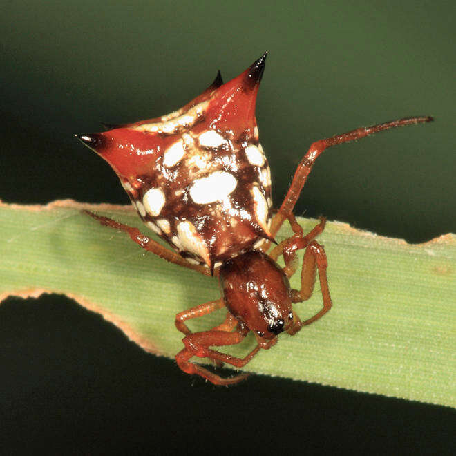 Image of Micrathena schenkeli Mello-Leitão 1939