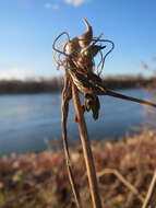 Image de Ail des jardins