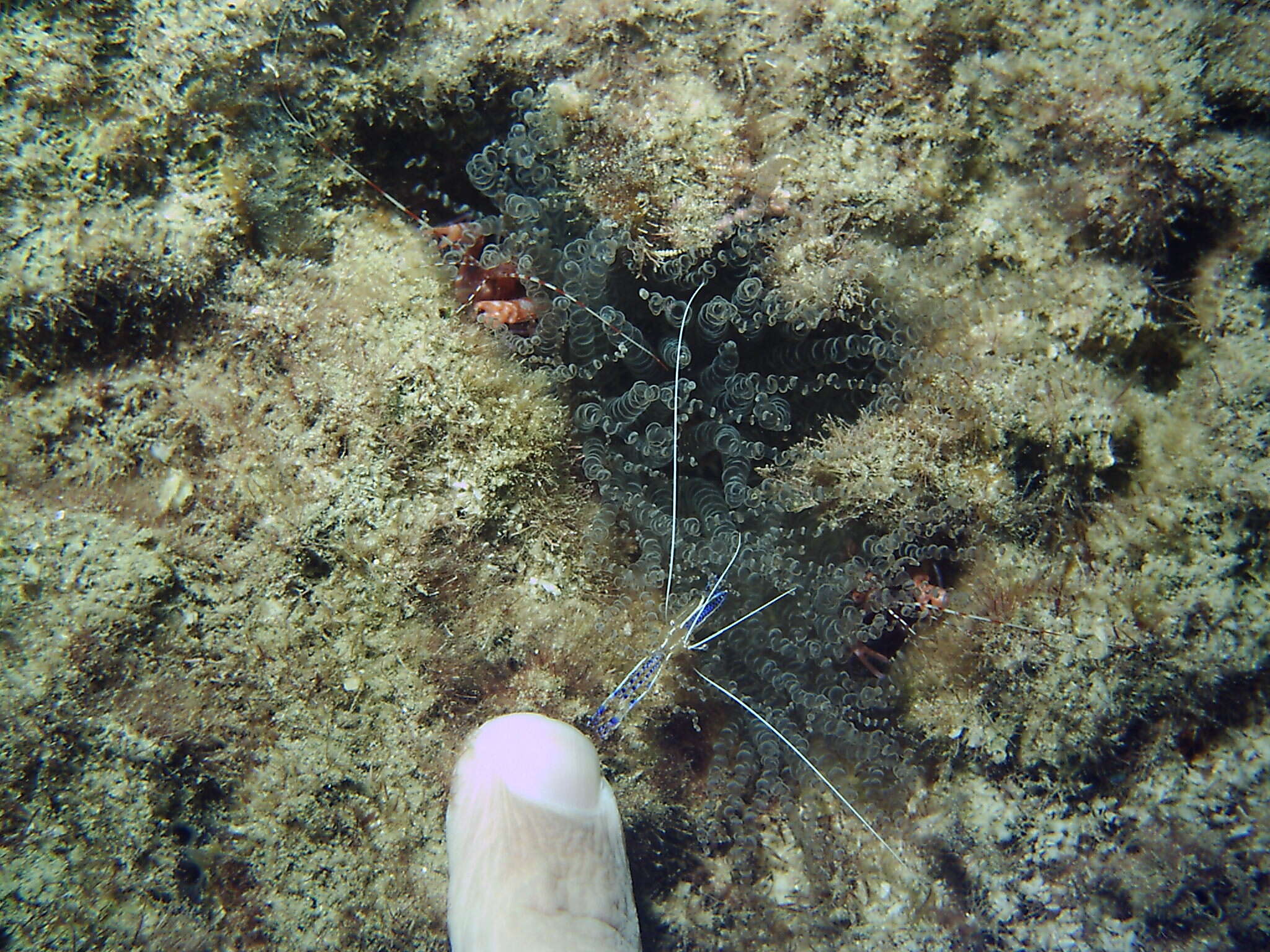 Image of Ancylomenes pedersoni (Chace 1958)