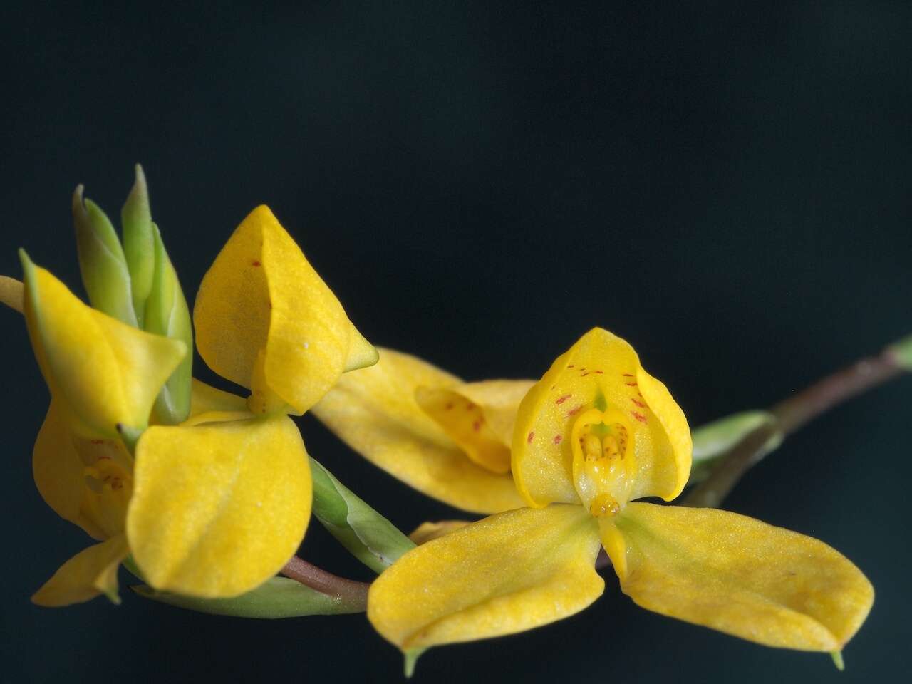 Image of Disa aurata (Bolus) L. T. Parker & Koop.