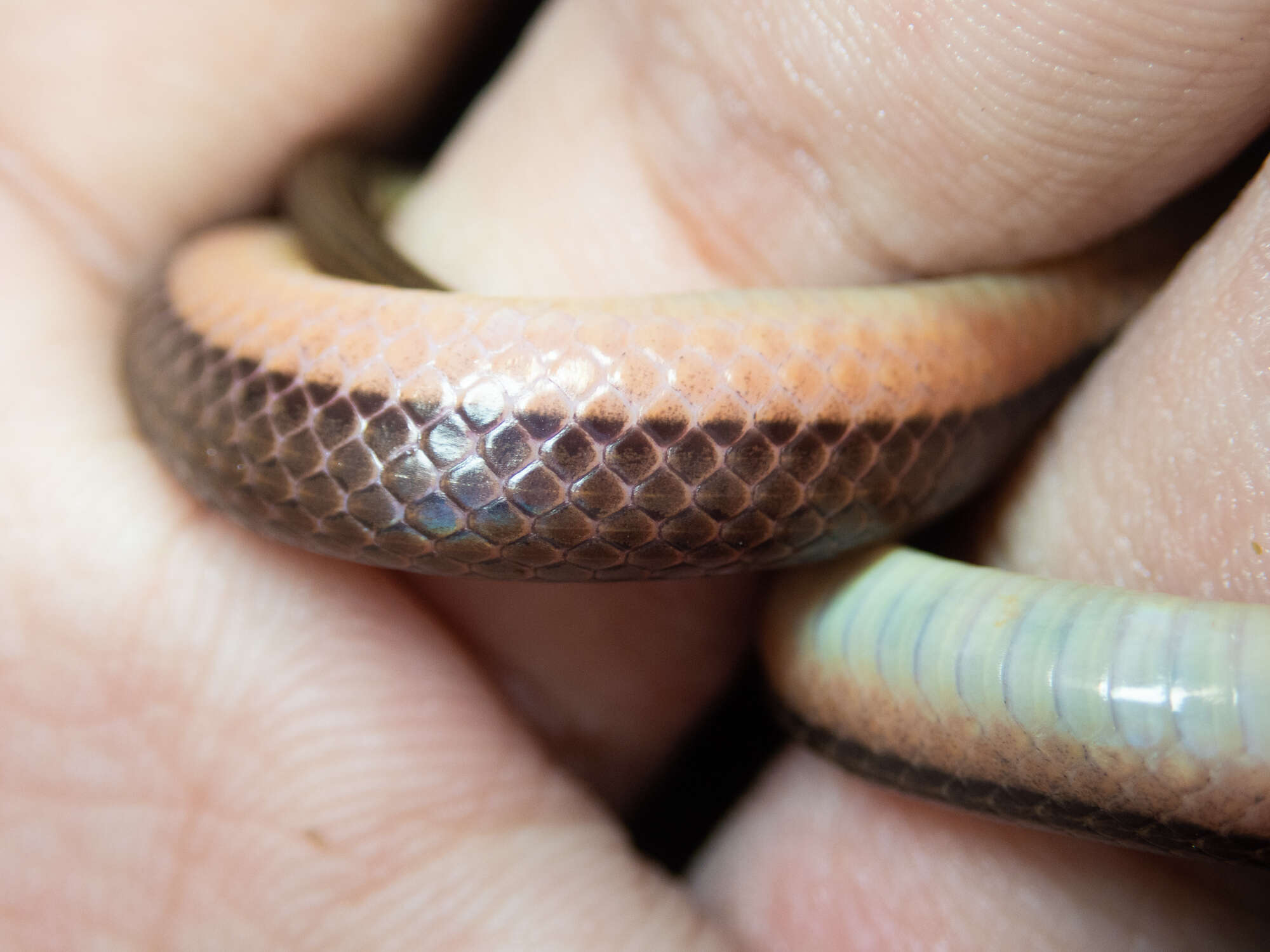 Image of Tonkin Mountain Keelback