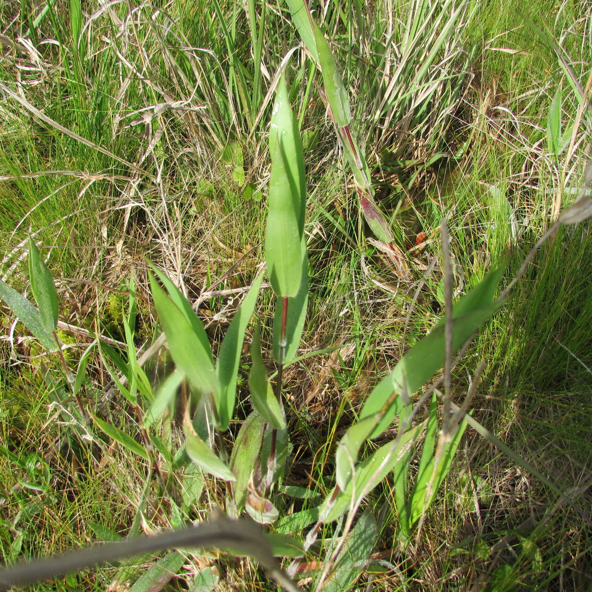 Image of Broom Rosette Grass